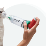 Managing Asthma in Cats: Symptoms, Treatment, and Care asthma in cats