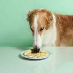 Can Dogs Eat Bananas? Exploring the Safety and Benefits can dogs eat bananas.