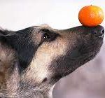 Can Dogs Eat Oranges? Exploring the Citrusy Conundrum can dogs eat oranges