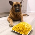 Can Dogs Eat Pasta? Exploring the Safety and Risks can dogs eat pasta