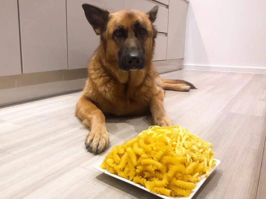 can dogs eat pasta
