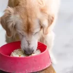 Can Dogs Eat Rice? A Comprehensive Guide to Rice in Your Dog’s Diet can dogs eat rice