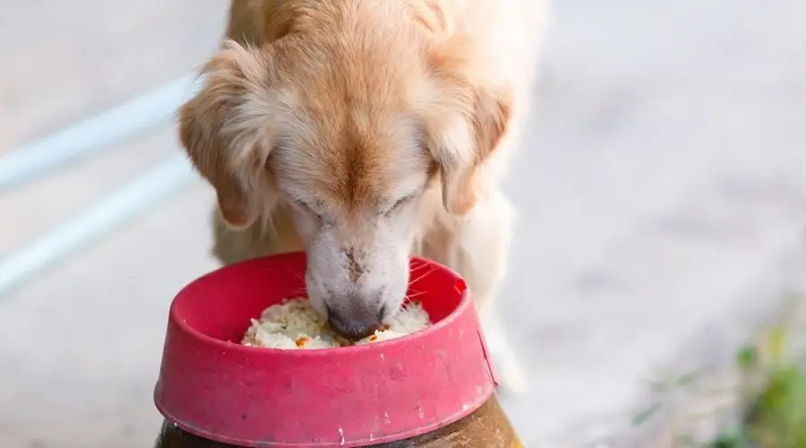 can dogs eat rice