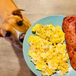 Can Dogs Eat Scrambled Eggs? Unveiling the Truth About Dogs and Eggs can dogs eat scrambled eggs