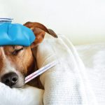 Can Dogs Get the Flu? Exploring Canine Influenza and How to Protect Your Furry Companion can dogs get the flu