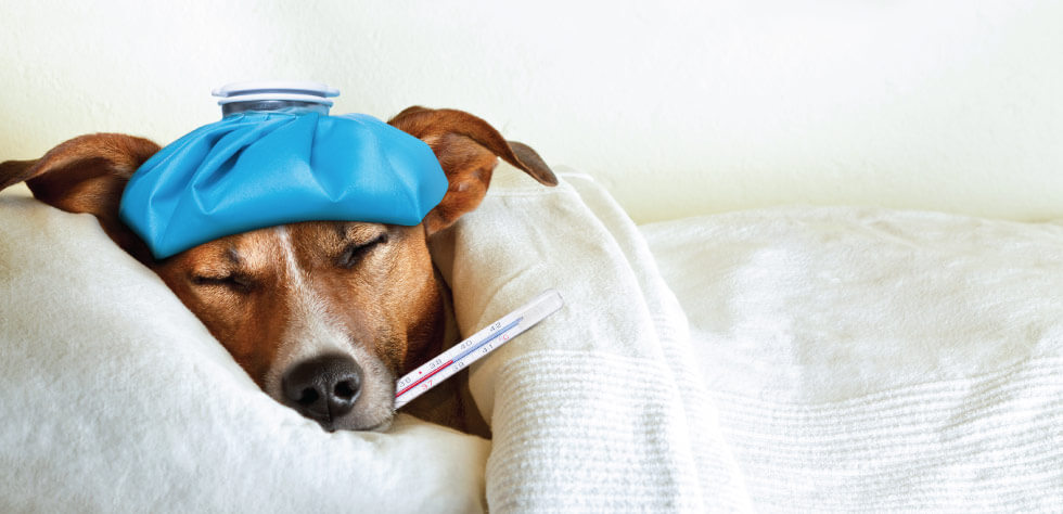 can dogs get the flu