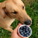Can Dogs Have Blueberries? Exploring the Benefits and Risks of Sharing this Berry Delight can dogs have blueberries