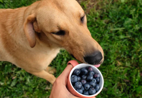 Can Dogs Have Blueberries? Exploring the Benefits and Risks of Sharing