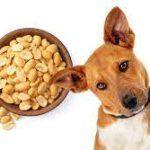 Can Dogs Have Peanuts? A Guide to Peanut Safety for Your Canine Companion can dogs have peanuts