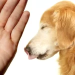Can You Give a Dog Benadryl? A Guide to Safe Usage can you give a dog benadryl
