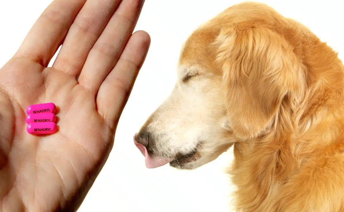 can you give a dog benadryl