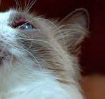 Dealing with Cat Acne: Causes, Symptoms, and Treatment Options cat acne