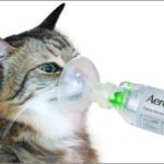 Cat Asthma: Causes, Symptoms, and Management cat asthma