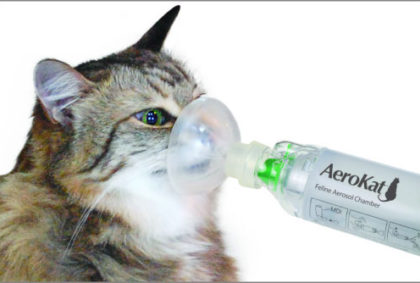 cat asthma