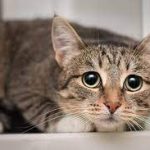 Decoding Cat Coughing: Causes, Treatments, and When to Seek Help cat coughing