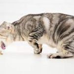 Cat Throwing Up Food: Common Causes and Helpful Tips cat throwing up food