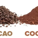 Cocoa vs Cacao: Delicious Debate and Nutritional Distinctions cocoa vs cacao