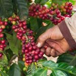 The Intriguing Journey of the Coffee Cherry coffee cherry