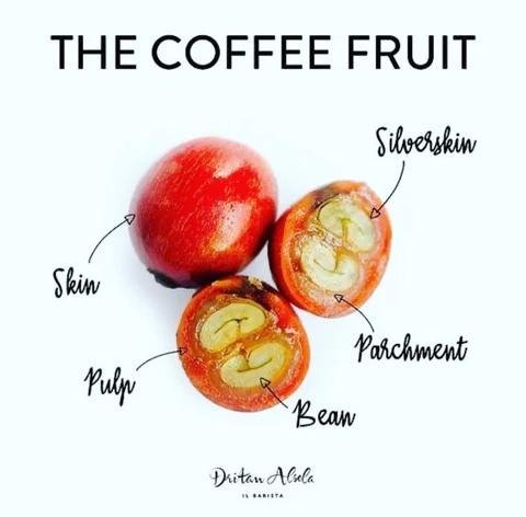 coffee fruit