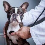 Demystifying Congestive Heart Failure in Dogs: Causes, Signs, and Treatment congestive heart failure in dogs