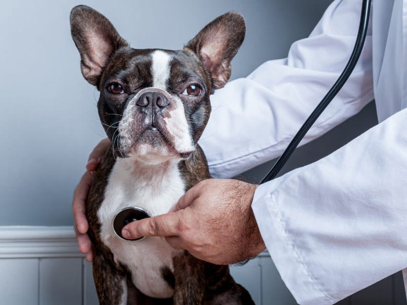 congestive heart failure in dogs