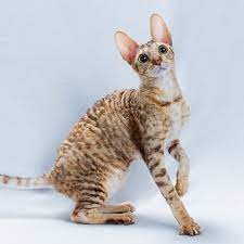 cornish rex cat