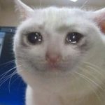 The Heartfelt Mystery of the Crying Cat: Exploring Feline Emotions crying cat