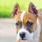 The Debate Over Dog Ear Cropping: A Comprehensive Guide dog ear cropping