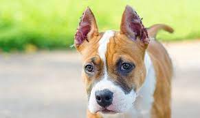 dog ear cropping