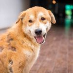 Dog Skin Cancer: Causes, Symptoms, and Treatment dog skin cancer