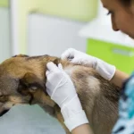 Managing Dry Skin on Dogs: Causes, Remedies, and Preventive Care dry skin on dogs