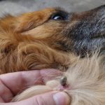 Combatting Flea Bites on Dogs: Prevention, Treatment, and Relief flea bites on dogs
