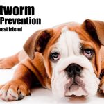 Hemorrhoid Fissures: Causes, Symptoms, and Treatment hemorrhoid fissure
