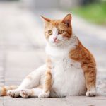 How Long Do Cats Stay Pregnant? A Comprehensive Guide to Feline Pregnancy Duration how long do cats stay pregnant