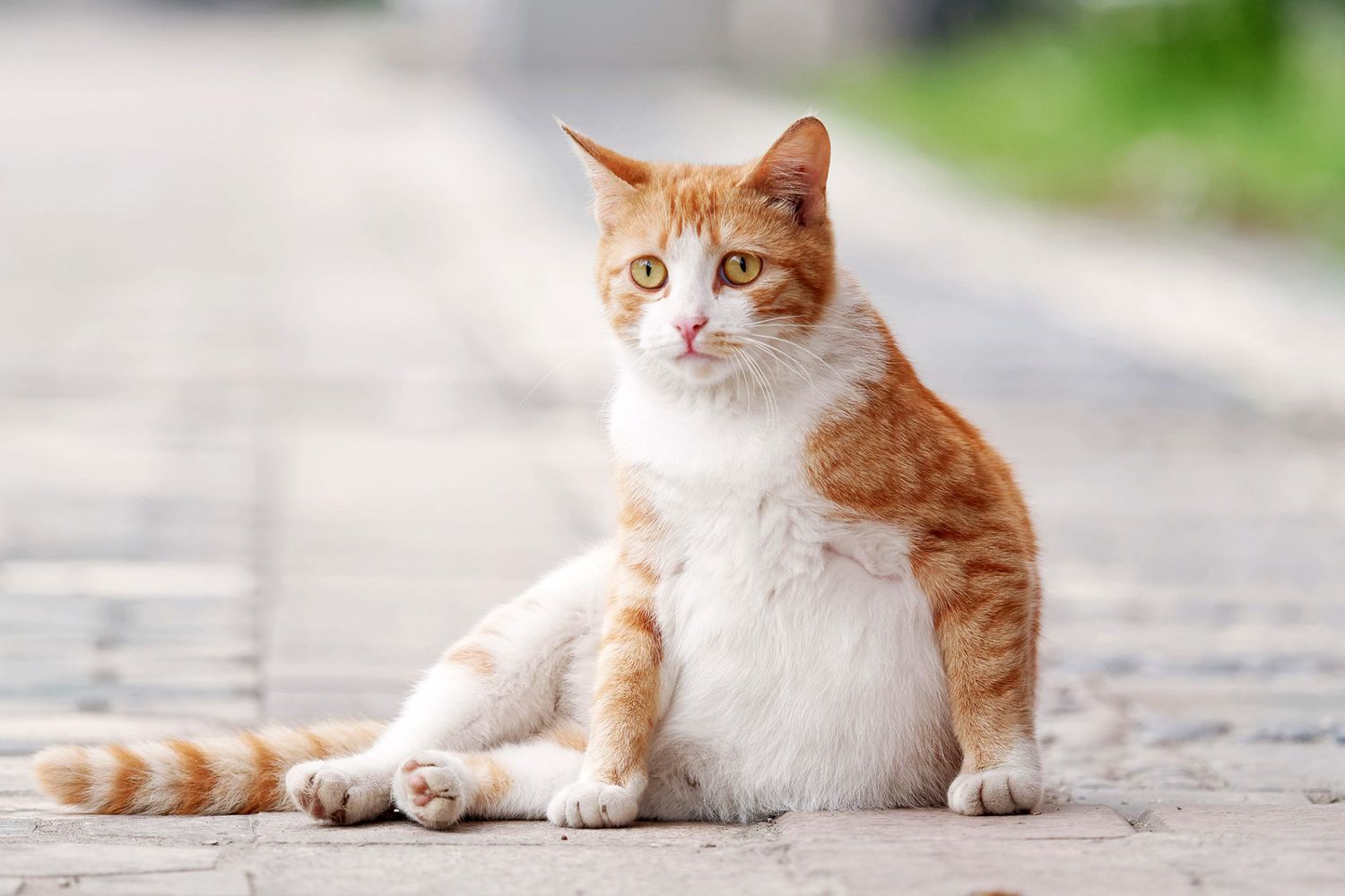 how long do cats stay pregnant