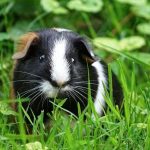 How Long Do Guinea Pigs Live? A Guide to Understanding Their Lifespan how long do guinea pigs live