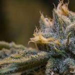 Unveiling the Truth: How Long Does THC Stay in Your Hair? how long does thc stay in your hair