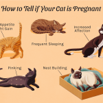 How Long Is a Cat Pregnant? Understanding Feline Pregnancy Duration how long is a cat pregnant