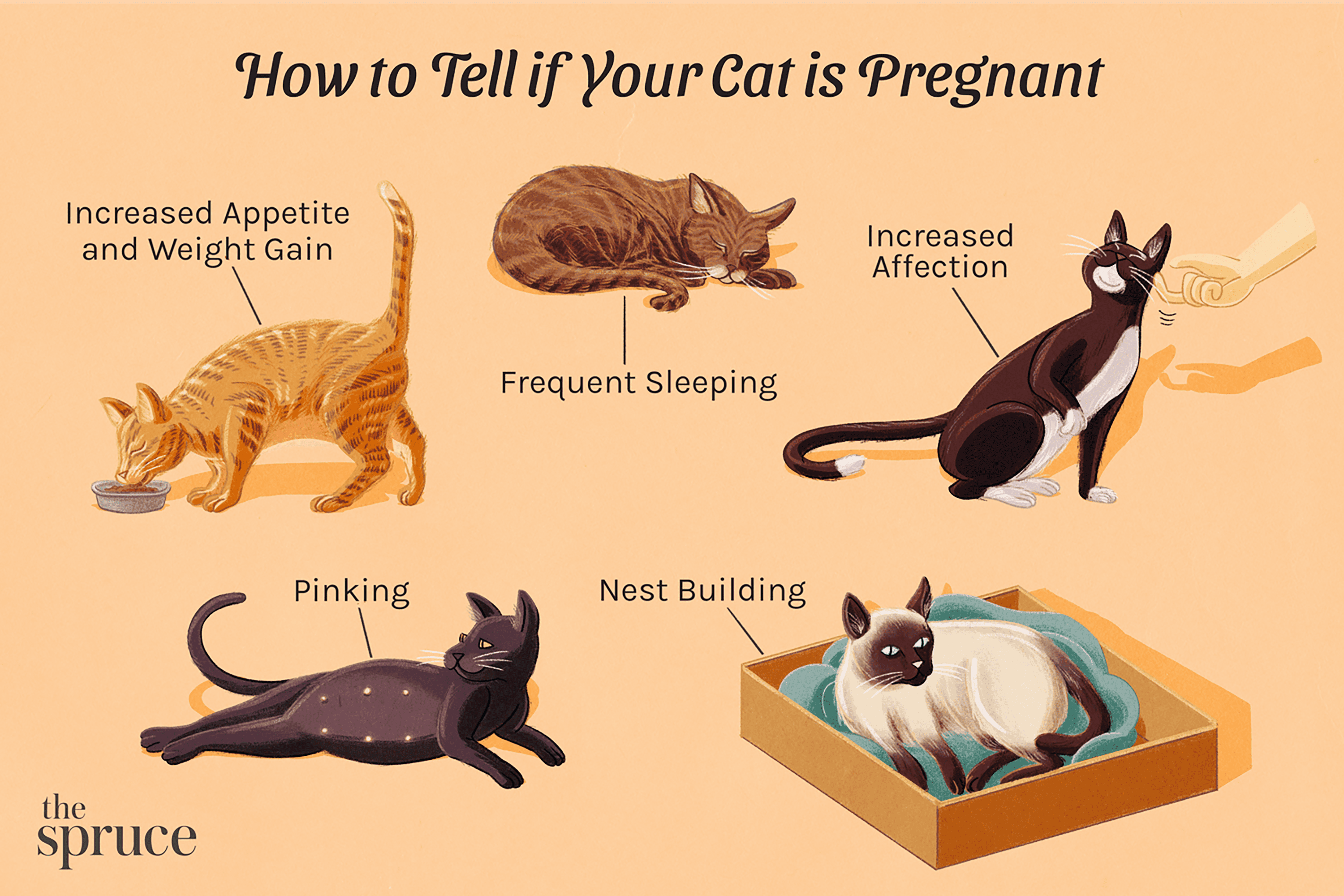 How Long Is a Cat Pregnant? Understanding Feline Pregnancy Duration