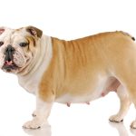 How to Tell if a Dog is Pregnant: Signs and Symptoms how to tell if a dog is pregnant