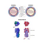Influenza A vs. B: Key Differences and Similarities Explained influenza a vs b