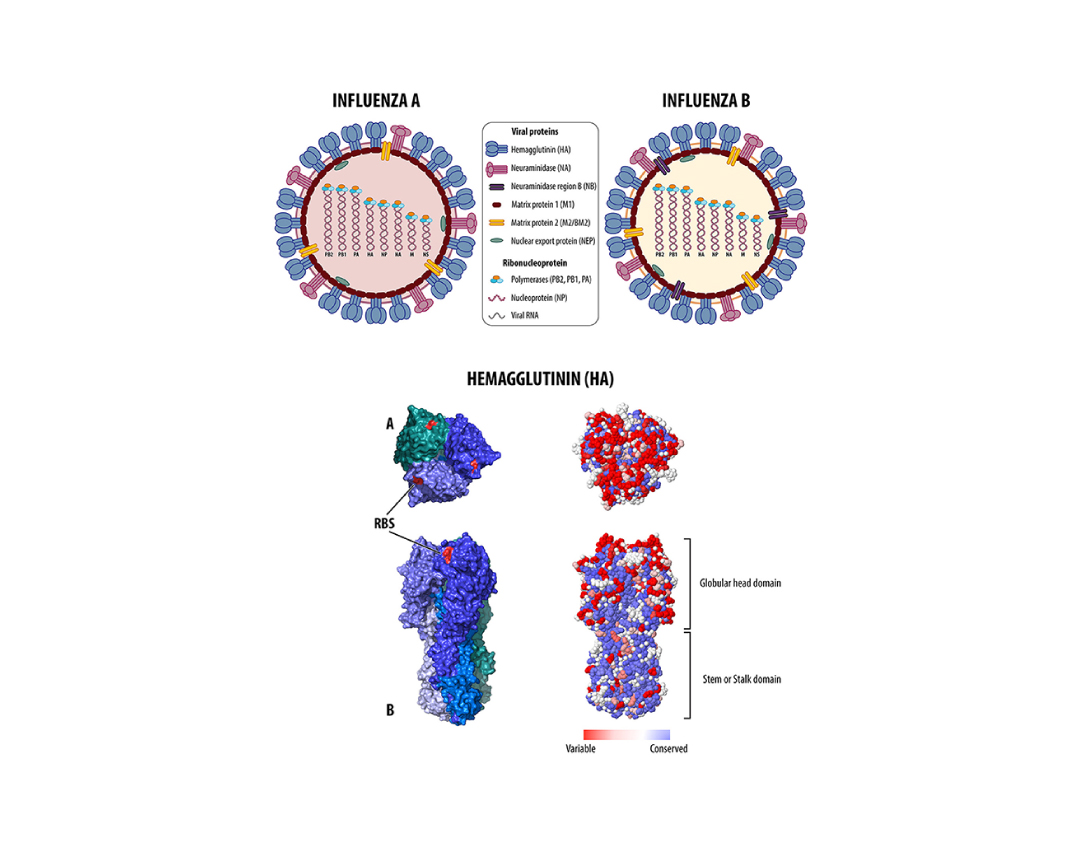 influenza a vs b