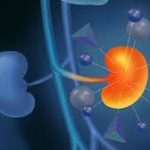 Decoding Kidney Cancer Survival Rate: Insights and Prognosis Factors kidney cancer survival rate