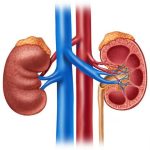 Find a Kidney Doctor Near Me: Expert Care for Your Renal Health kidney doctor near me