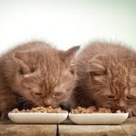 Choosing the Best Kitten Food: A Guide to Nourishing Your Feline Friend kitten food
