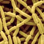 Lactobacillus Rhamnosus: Unveiling the Health Benefits of a Remarkable Probiotic lactobacillus rhamnosus