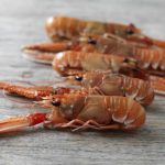 Delicate Delights of Langoustine Cuisine langoustine