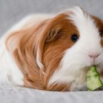 Easy to Love: Discovering the Charm of Low Maintenance Pets low maintenance pets