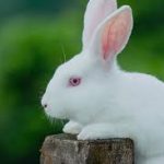 Exploring the Enchanting World of New Zealand Rabbits: A Comprehensive Guide new zealand rabbit