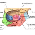 The Intricacies of the Orbital Bone: Function, Structure, and Importance orbital bone